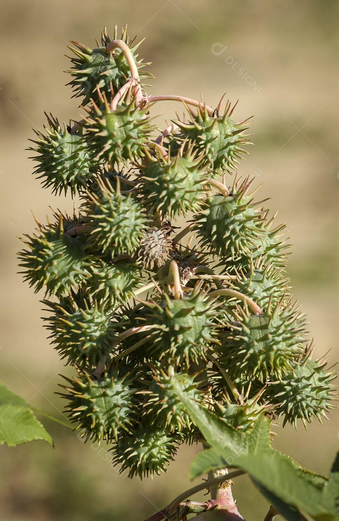 Algodão Naturalmente Orgânico 2 Imagem JPG