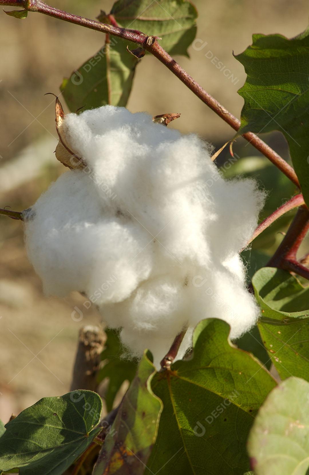 Algodão Naturalmente Orgânico 1 Imagem JPG