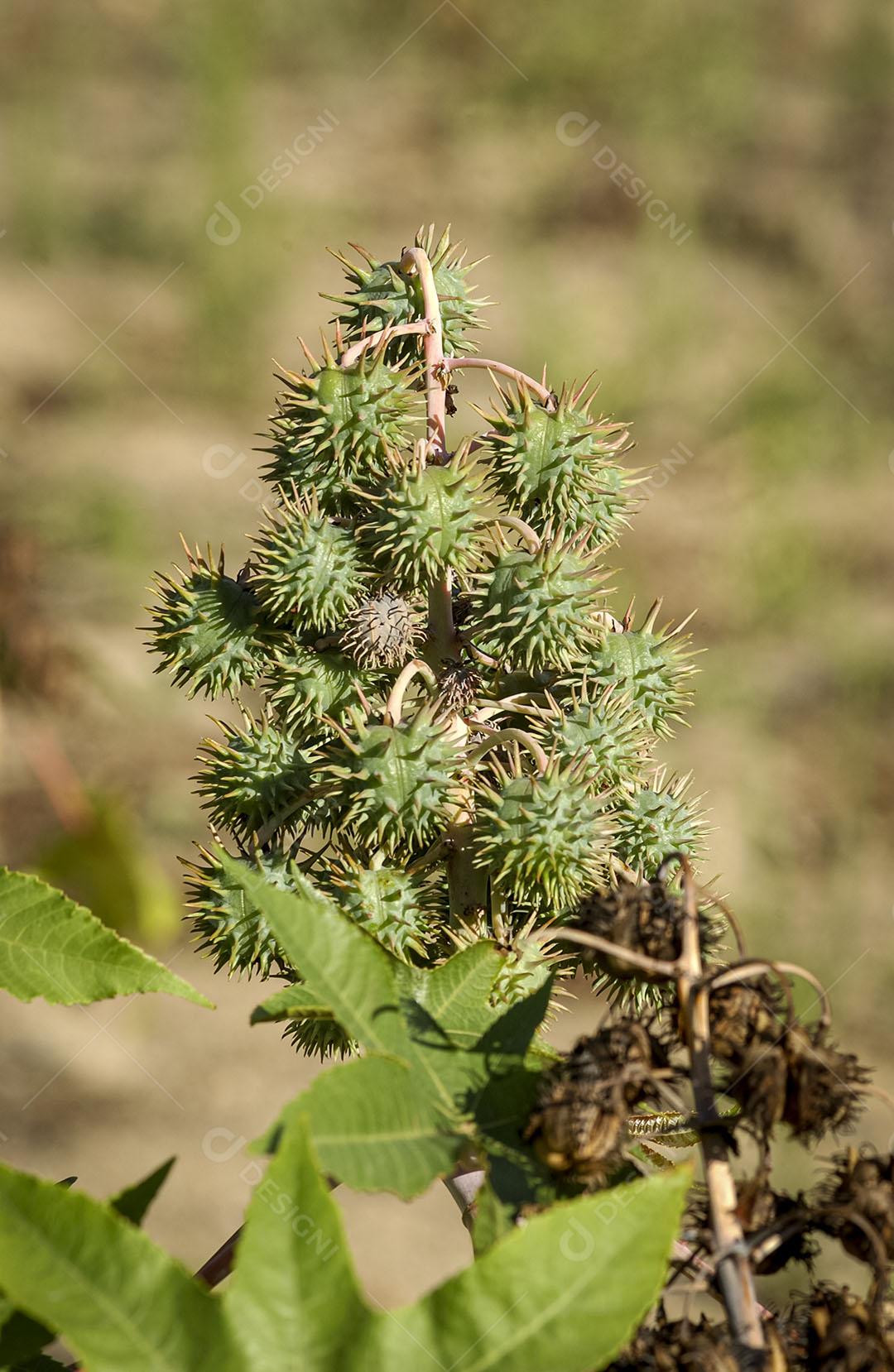 Mamona Planta Com Espinhos Imagem 2 JPG