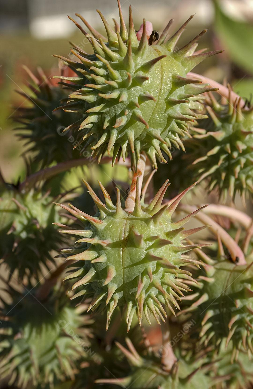 Mamona Planta Com Espinhos Imagem 1 JPG