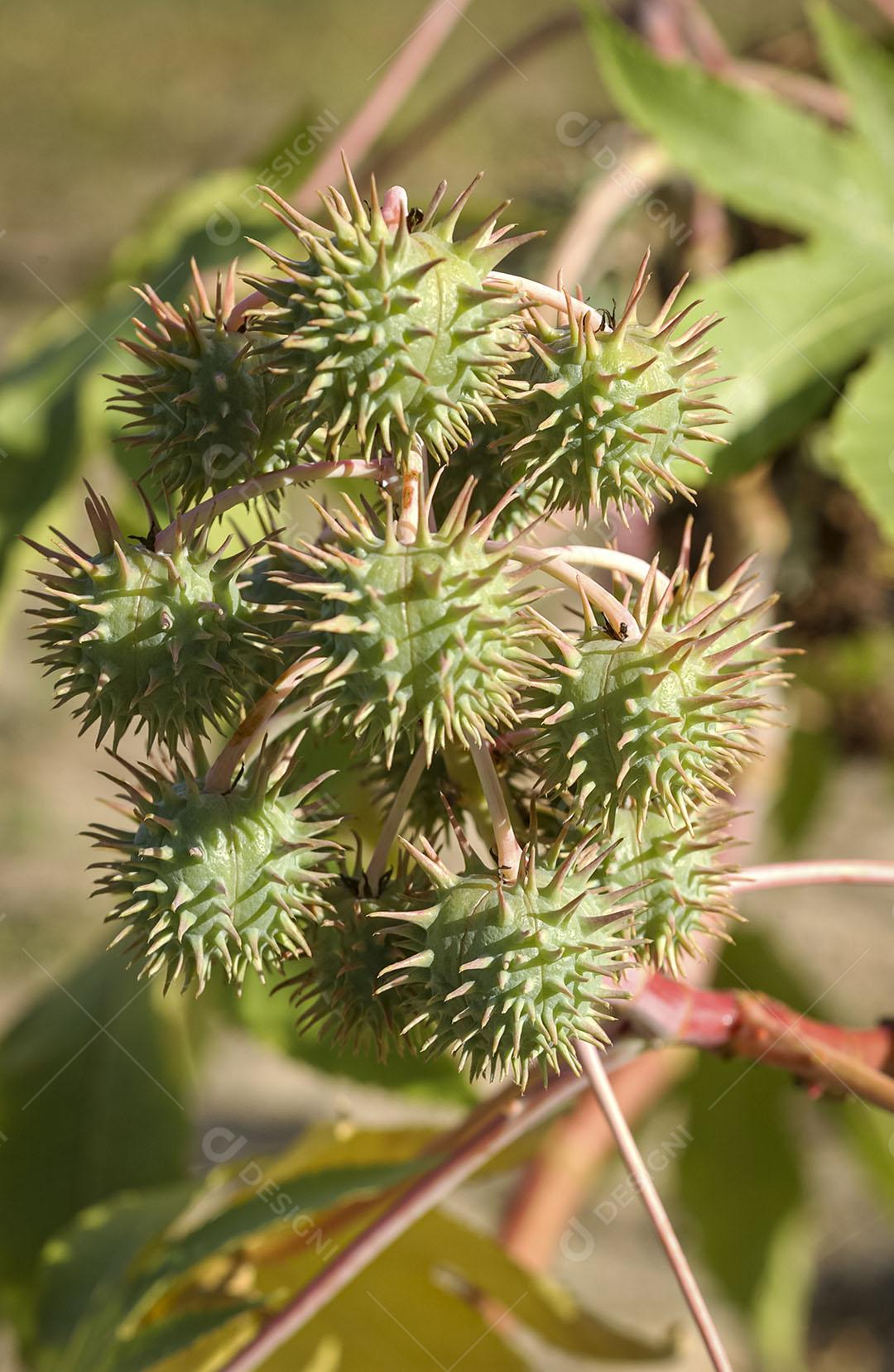 Mamona Planta Com Espinhos Imagem JPG