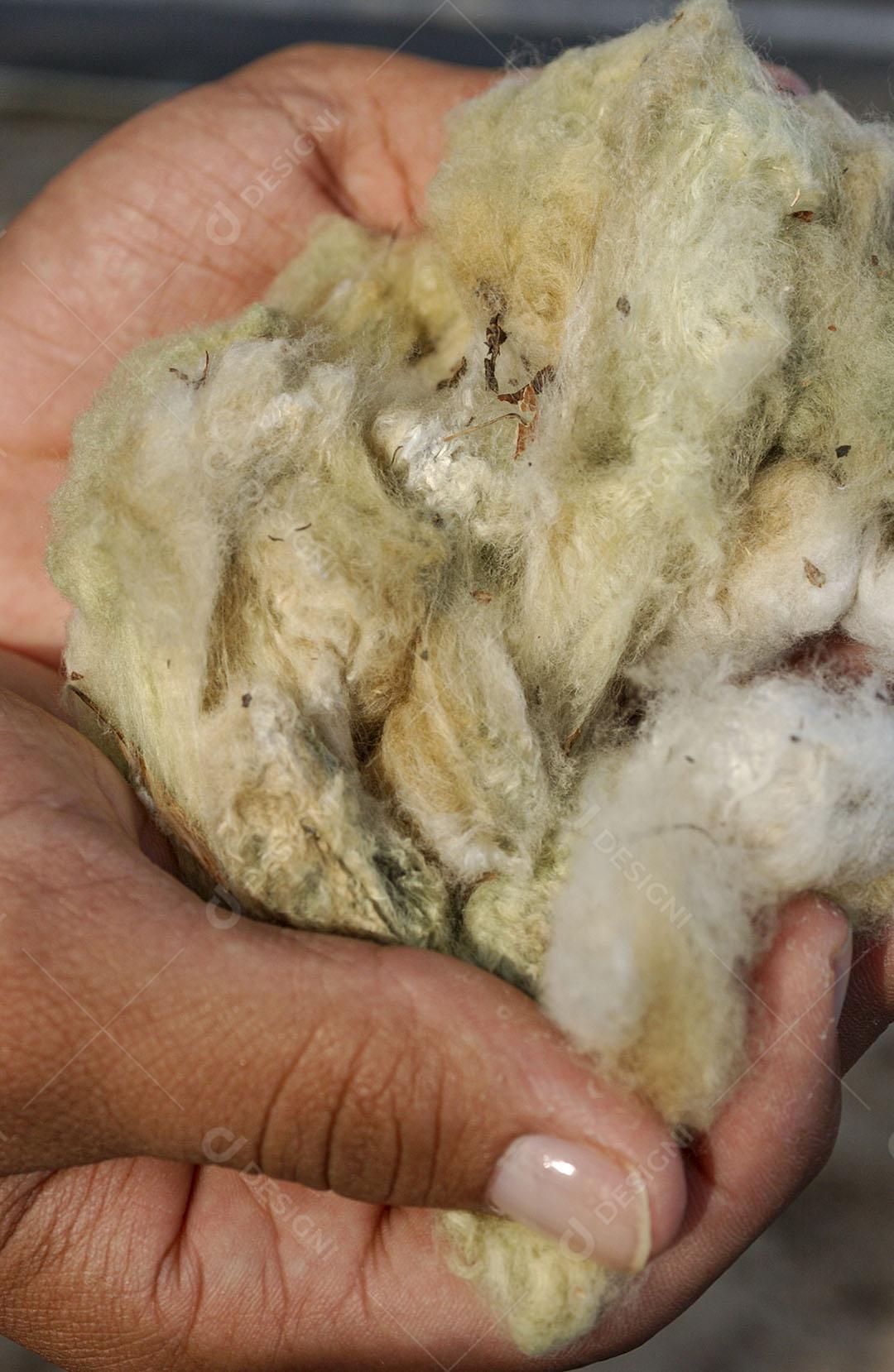 Algodão Naturalmente Colorido Orgânico E Agroecológico 7 Imagem JPG