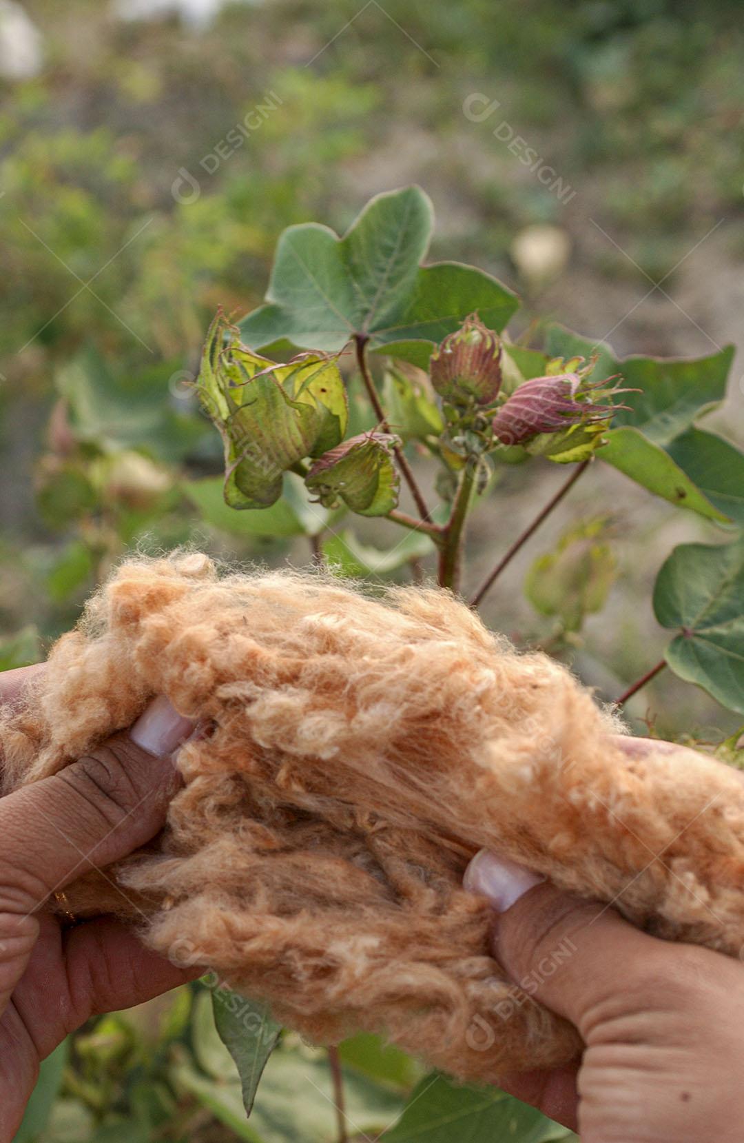 Algodão Naturalmente Colorido Orgânico E Agroecológico 4 Imagem JPG