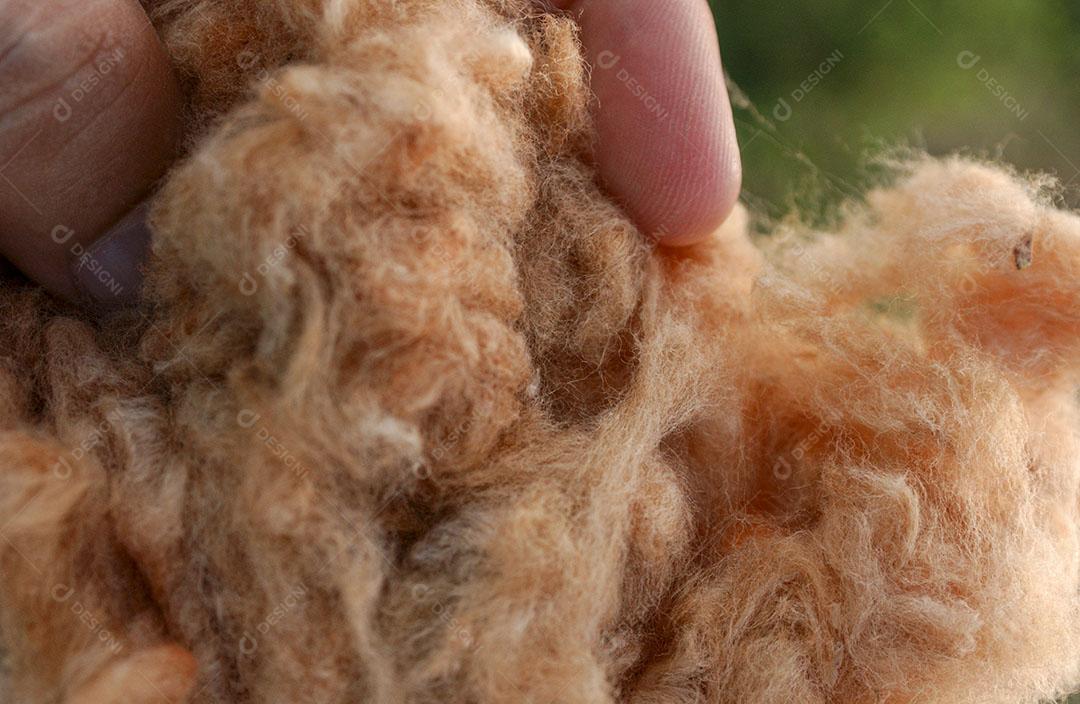 Algodão Naturalmente Colorido Orgânico E Agroecológico 3 Imagem JPG