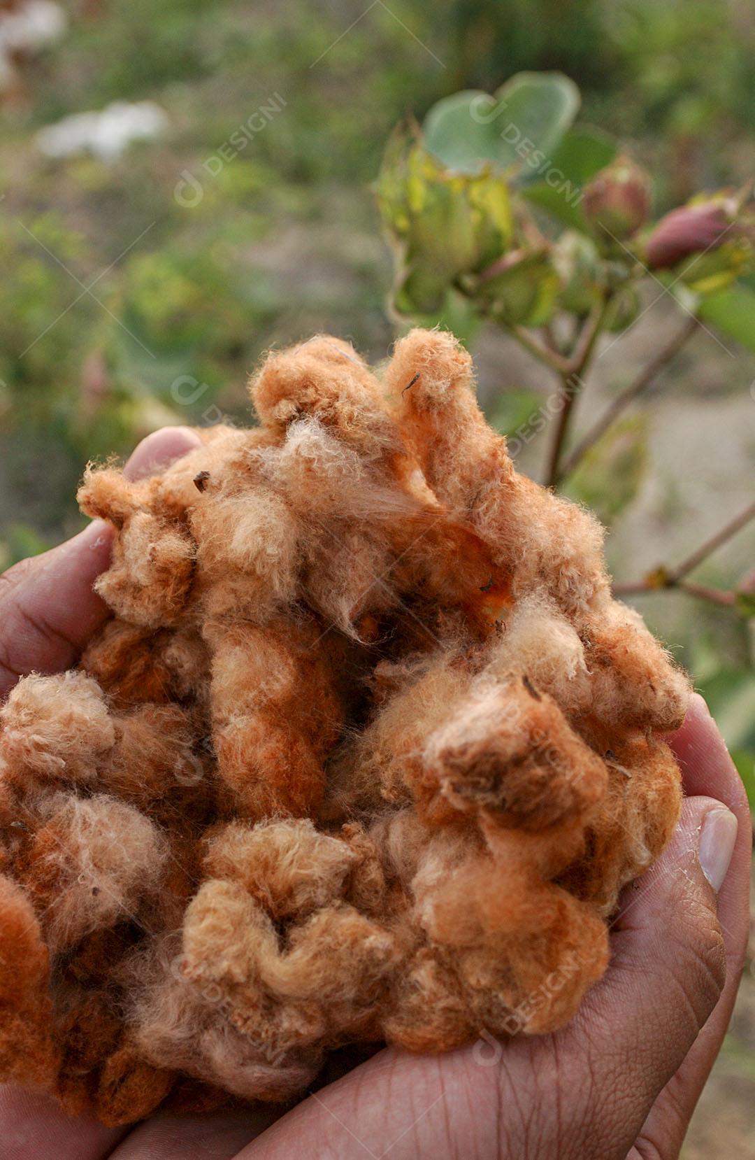 Algodão Naturalmente Colorido Orgânico E Agroecológico 1 Imagem JPG