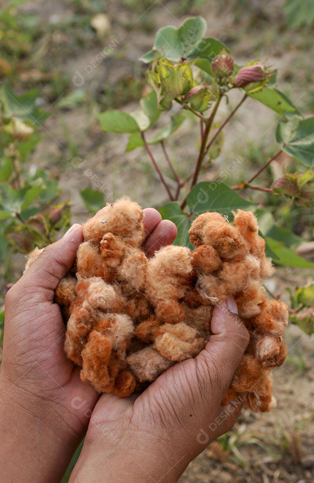 Algodão Naturalmente Colorido Orgânico E Agroecológico Imagem JPG