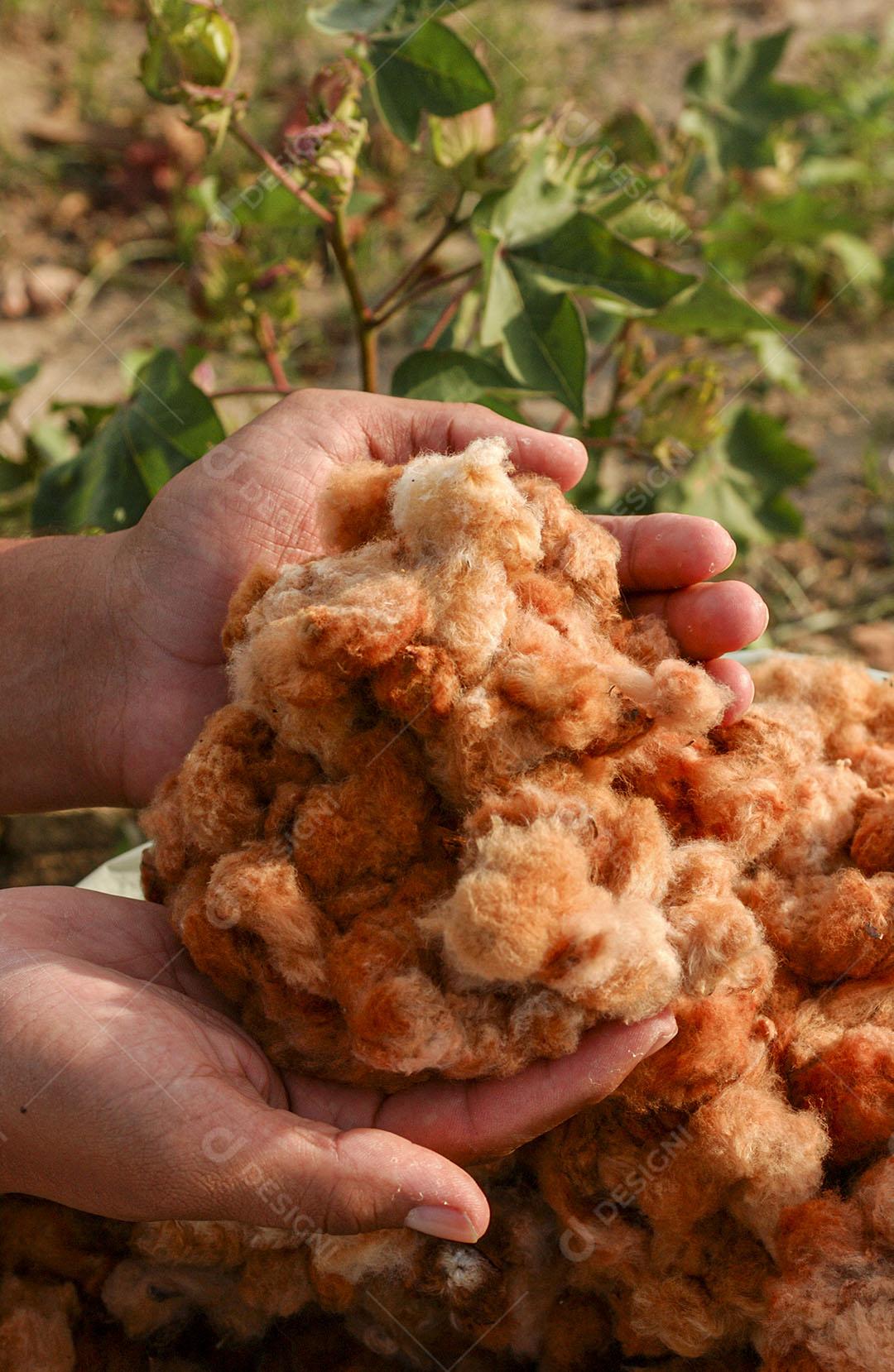Algodão Naturalmente Colorido Orgânico E Agroecológico 12 Imagem JPG
