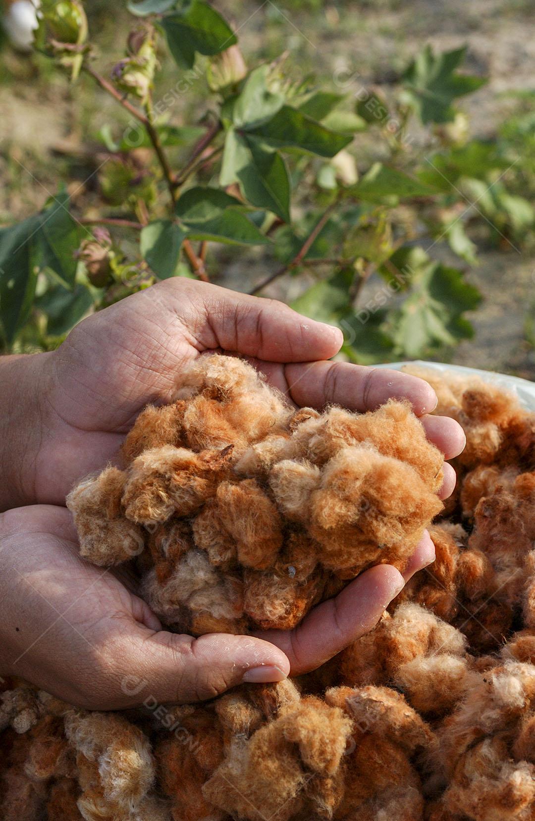 Algodão Naturalmente Colorido Orgânico E Agroecológico 11 Imagem JPG
