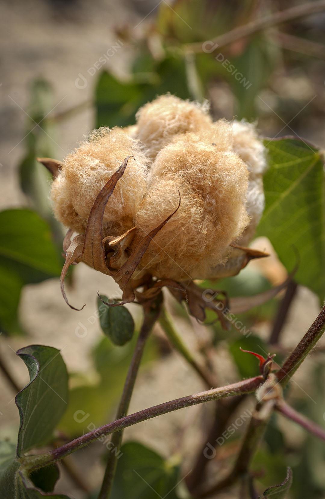 Algodão Naturalmente Colorido Orgânico E Agroecológico 9 Imagem JPG