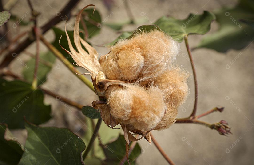Algodão Naturalmente Colorido Orgânico E Agroecológico 15 Imagem JPG