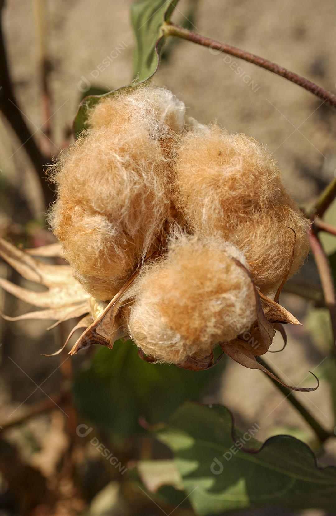 Algodão Naturalmente Colorido Orgânico E Agroecológico 14 Imagem JPG