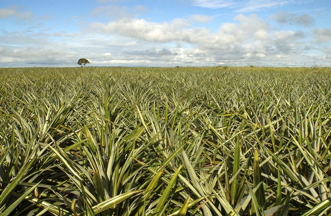 Plantação De Abacaxi 2 Imagem JPG