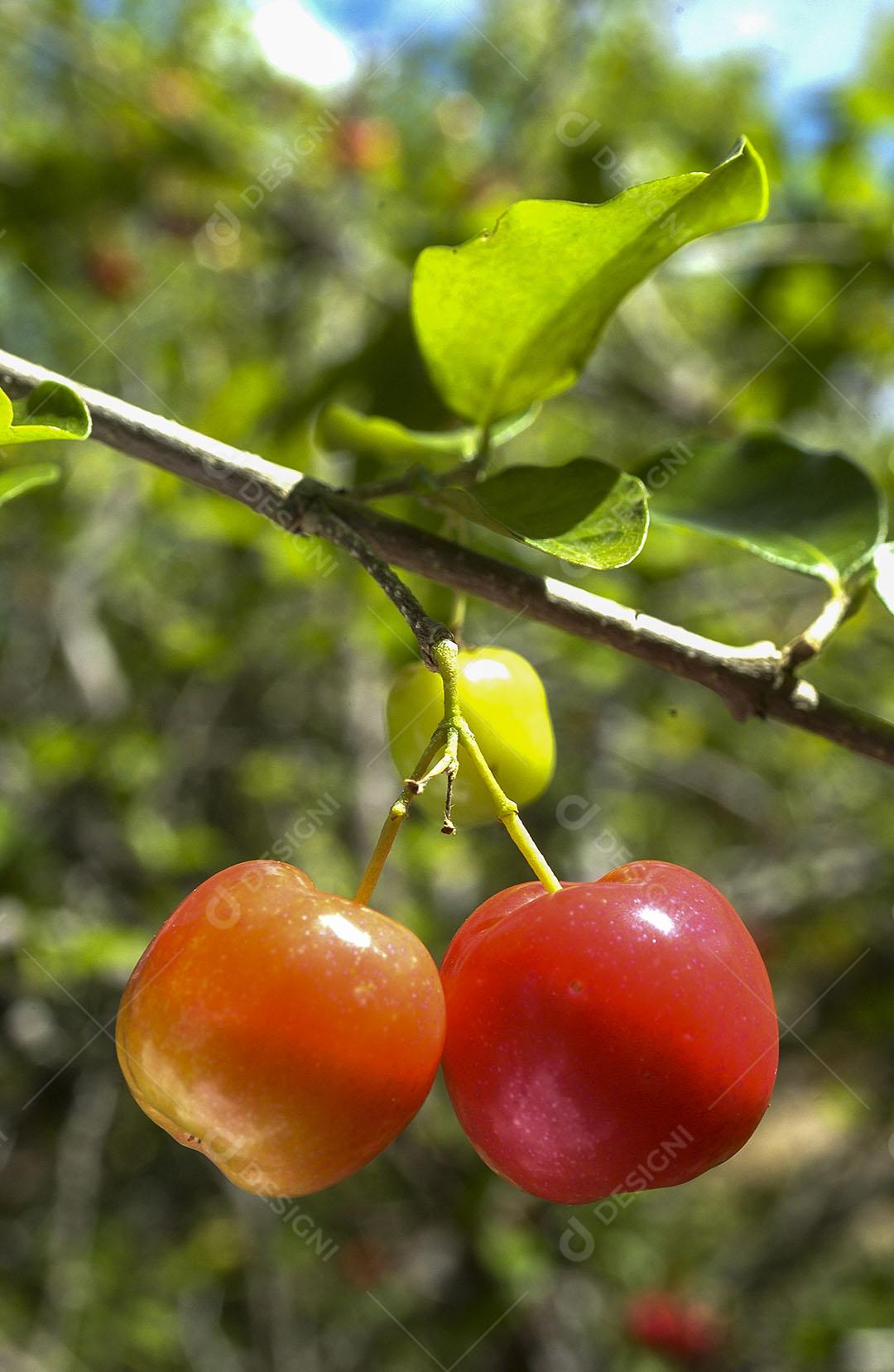 Acerola Madura Imagem JPG