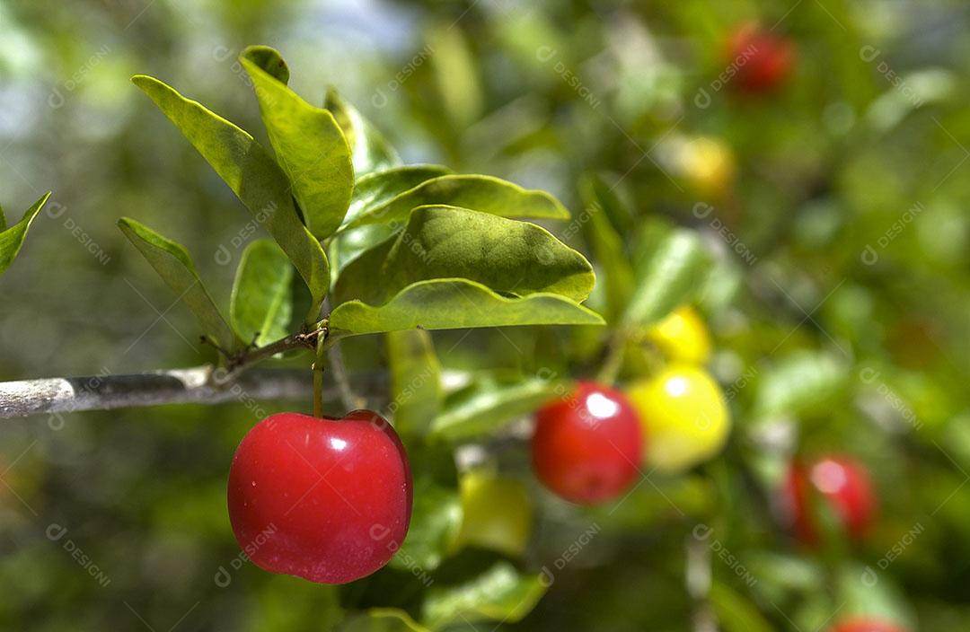 Pé De Acerola Imagem JPG
