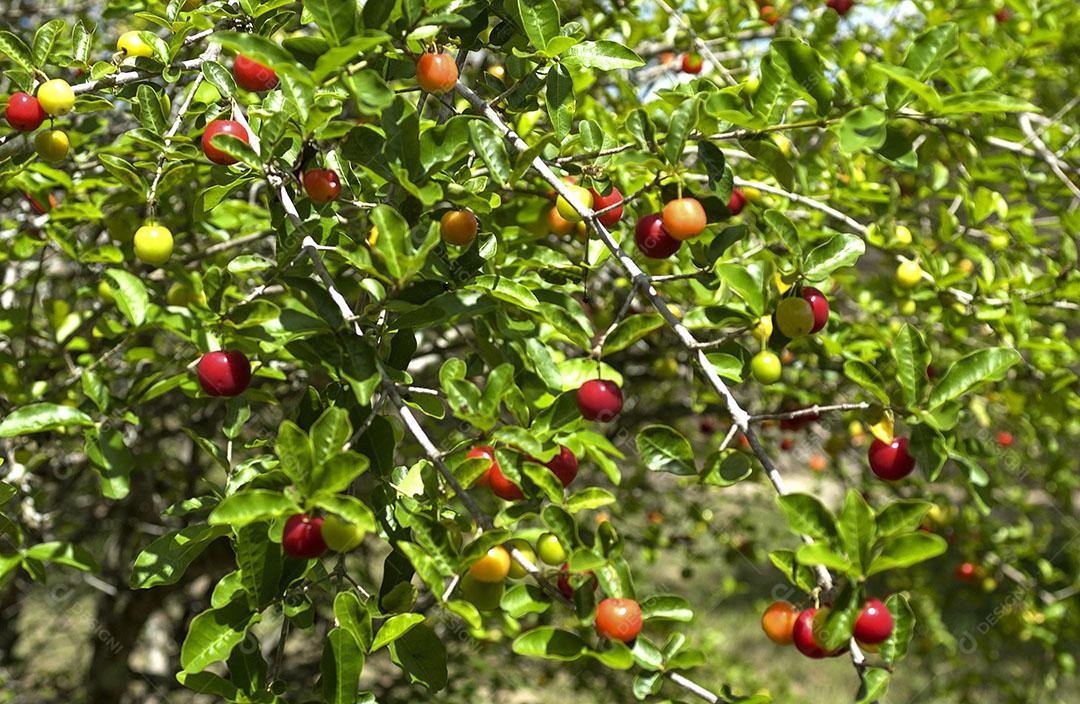 Pé De Acerola 1 Imagem JPG