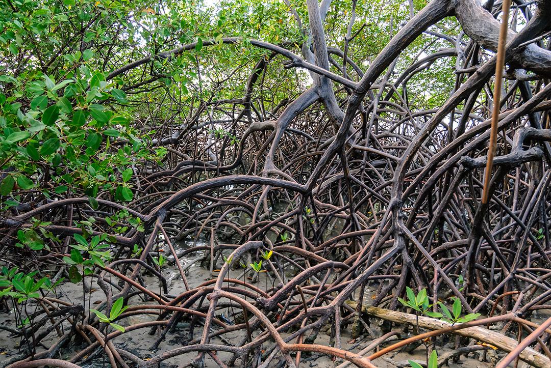 Foto Manguezal Praia Barra Camaratuba Floresta Imagem JPG