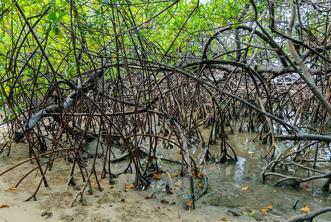 Foto Manguezal Praia Barra Camaratuba Floresta Imagem JPG