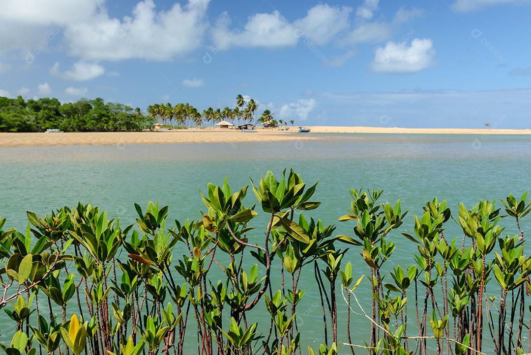 Foto Manguezal na Praia Barra de Camaratuba Próximo João Pessoa Paraíba Imagem JPG