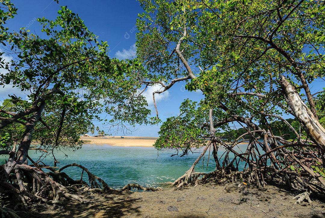 Foto Manguezal na Praia Barra de Camaratuba Próximo João Pessoa Paraíba Imagem JPG