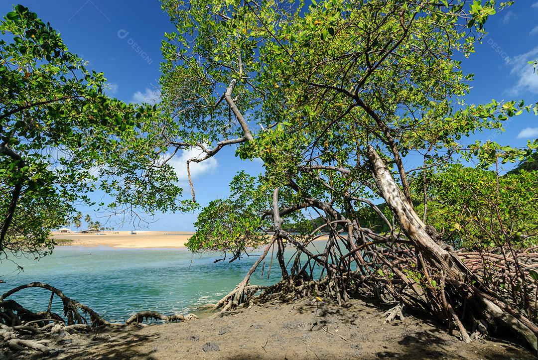 Foto Manguezal na Praia Barra de Camaratuba Próximo João Pessoa Paraíba Imagem JPG