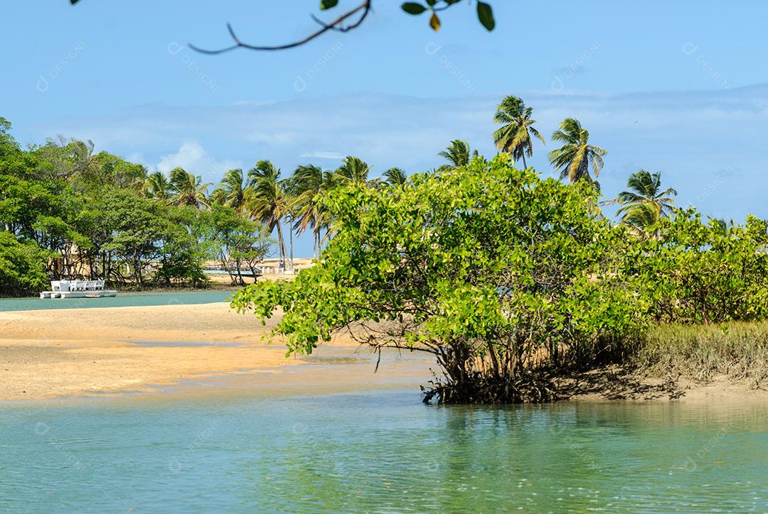 Foto Manguezal na Praia Barra de Camaratuba Próximo João Pessoa Paraíba Imagem JPG