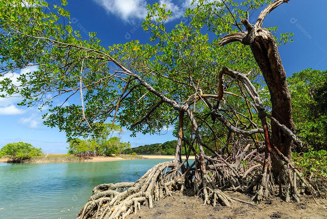 Foto Manguezal na Praia Barra de Camaratuba Próximo João Pessoa Paraíba Imagem JPG