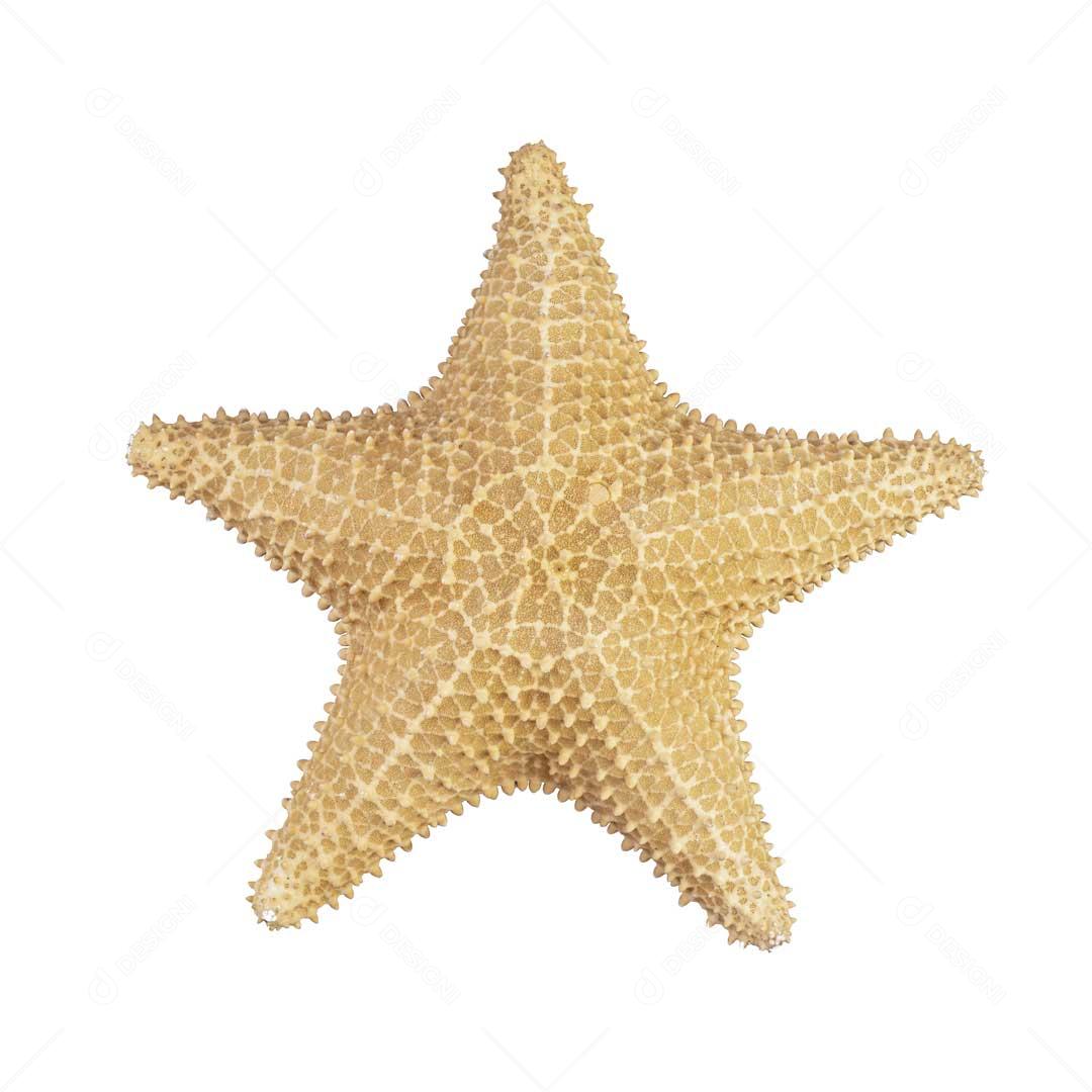 Foto Estrela Do Mar Imagem JPG