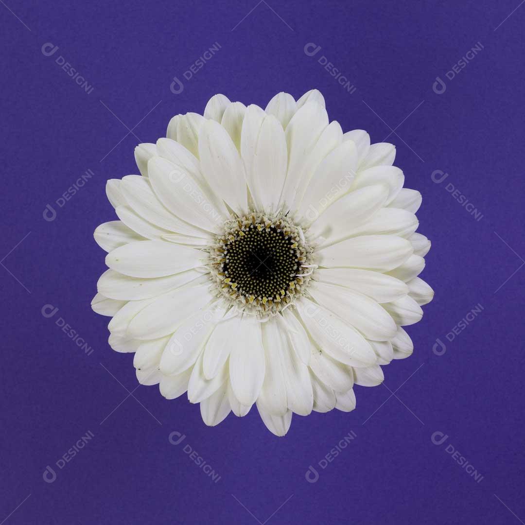 Foto Gérbera Rosa Branca Imagem JPG