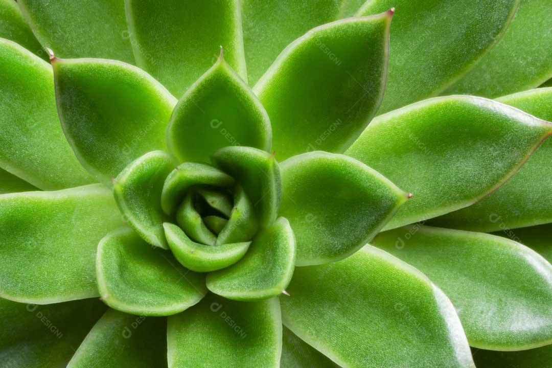 Foto Echeveria Agavoides Planta Verde Imagem JPG