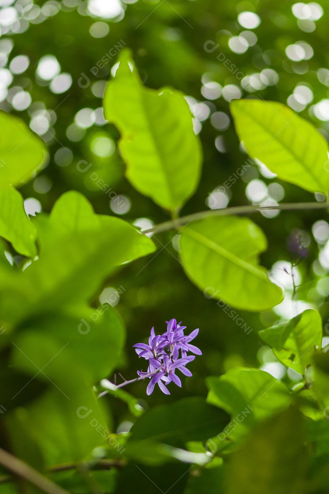 Flor Roxa Da Viúva Imagem JPG