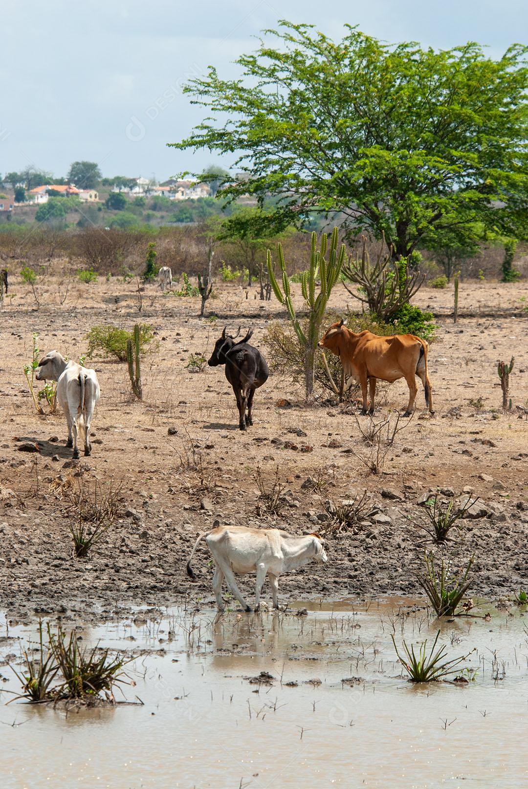 Gado Bebendo Água De Uma Poça DÁgua 1 Imagem JPG
