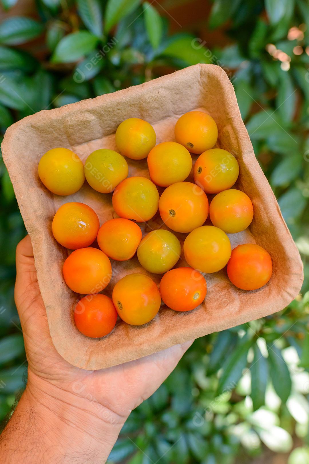 Tomates Orgânicos E Laranja Imagem JPG