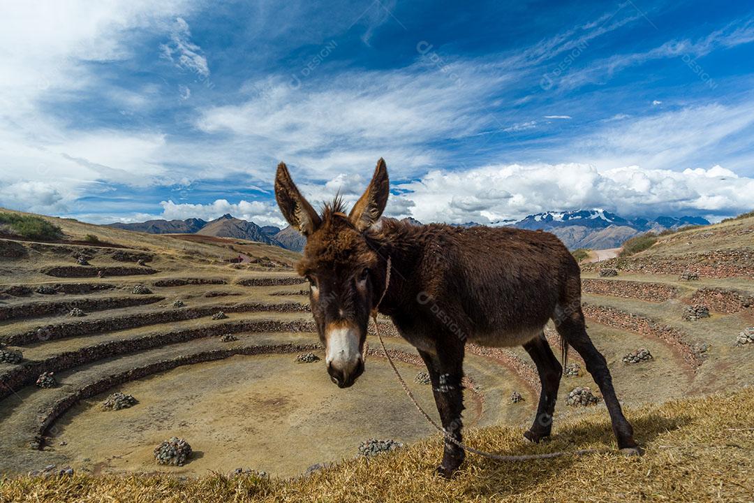 Burros No Centro Arqueológico De Moray Inca 1 Imagem JPG