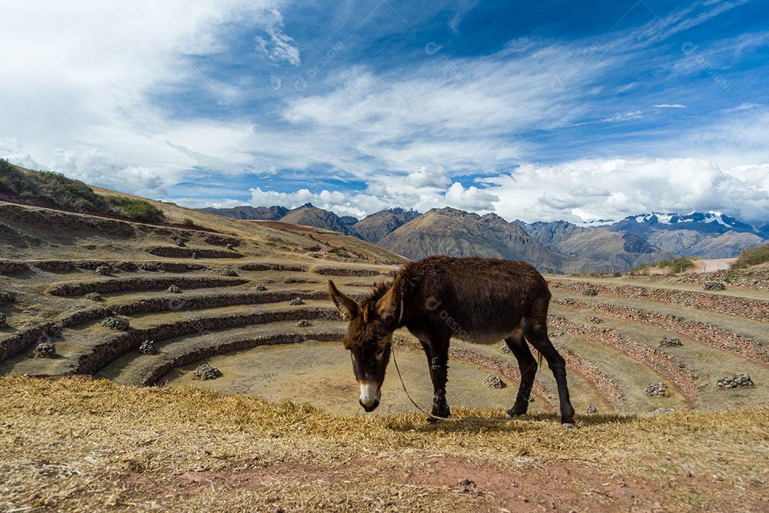 Burros No Centro Arqueológico De Moray Inca Imagem JPG