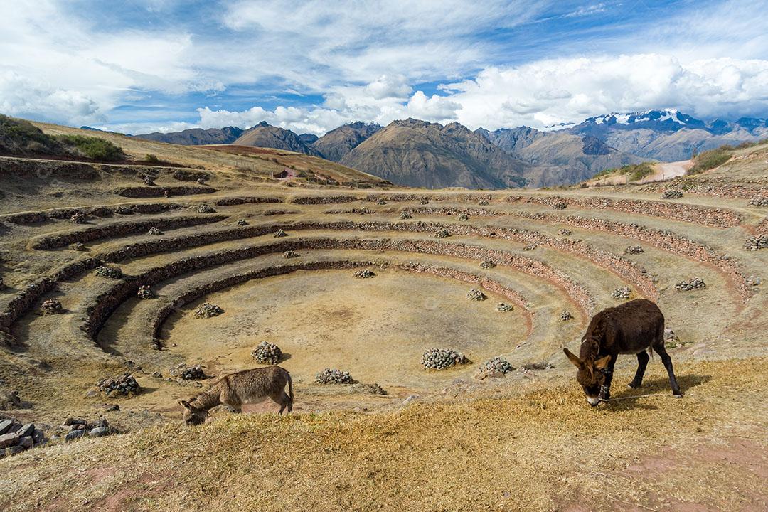Burros No Centro Arqueológico De Moray Inca 2 Imagem JPG