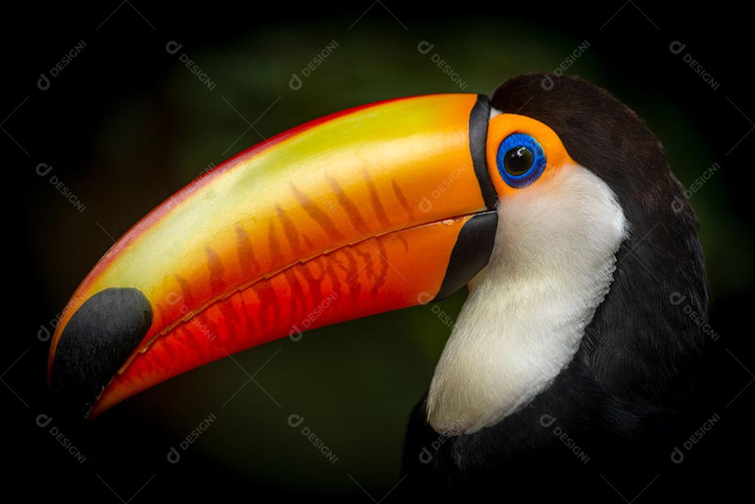 Tucano Da Espécie Ramphastos Sulphuratus Imagem JPG