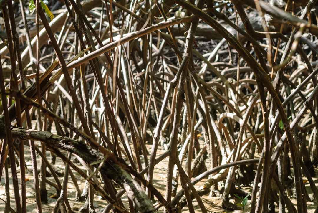 Raízes De Plantas Beira Mar Areia PSD Editável