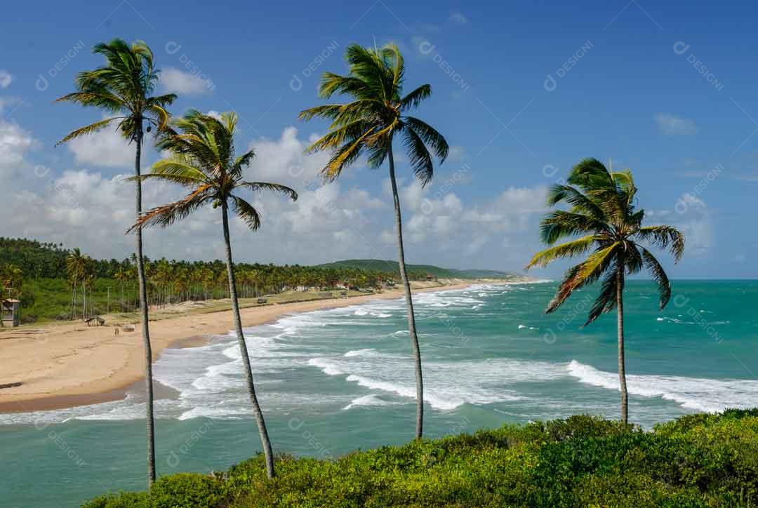 Manguezal na Praia da Barra de Camaratuba João Pessoa Imagem JPG