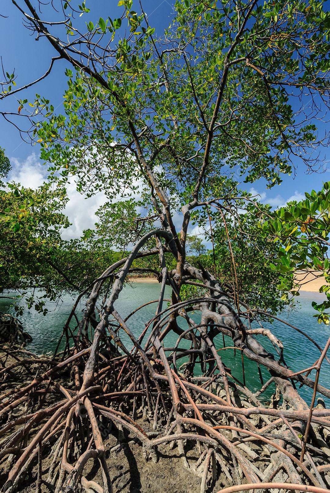 Praia Da Barra De Camaratuba Imagem JPG
