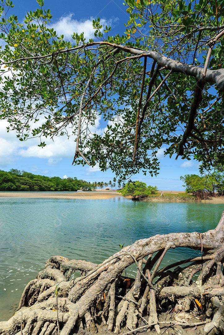 Foto Manguezal na Praia da Barra Camaratuba Árvores Imagem JPG