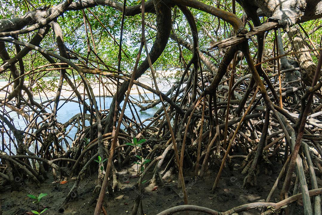 Foto Manguezal na Praia da Barra Camaratuba Árvores Imagem JPG