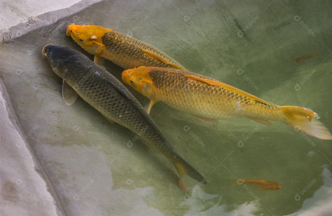 Foto Carpa Nadando Aquário Piscicultura Criação Carpas Brasil Imagem JPG