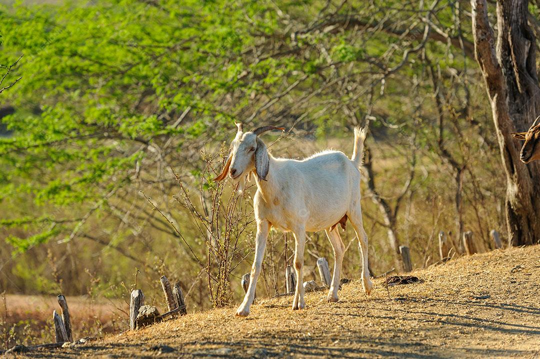 Cabras na Região do Cariri Cabaceiras Paraíba Animais Imagem JPG