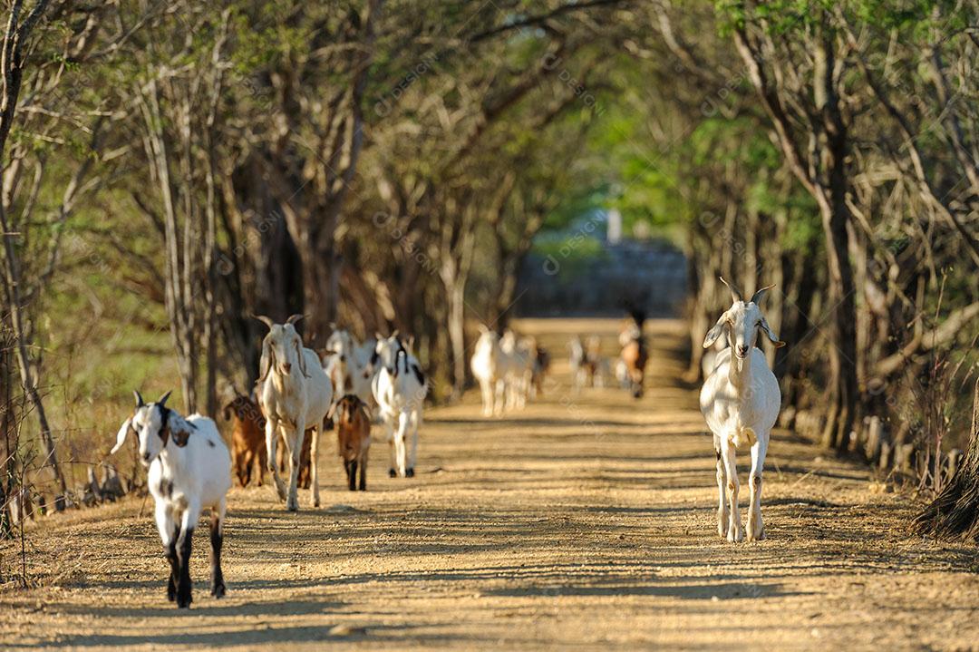 Cabras na Região do Cariri Cabaceiras Paraíba Animais Imagem JPG