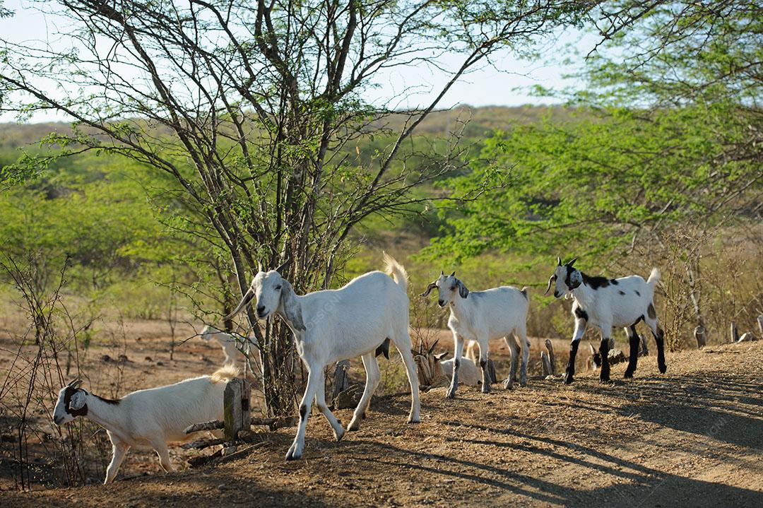 Cabras na Região do Cariri Cabaceiras Paraíba Animais Imagem JPG