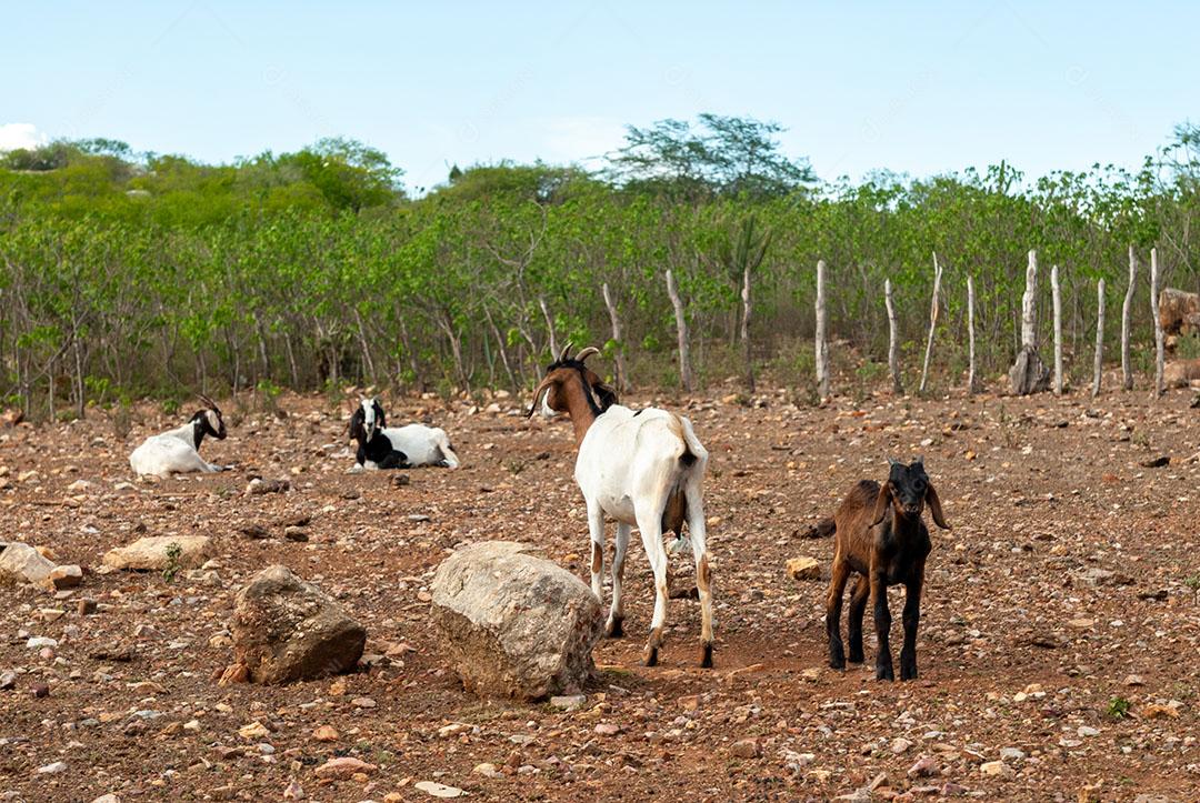 Cabras na Região do Cariri Cabaceiras Paraíba Animais Imagem JPG