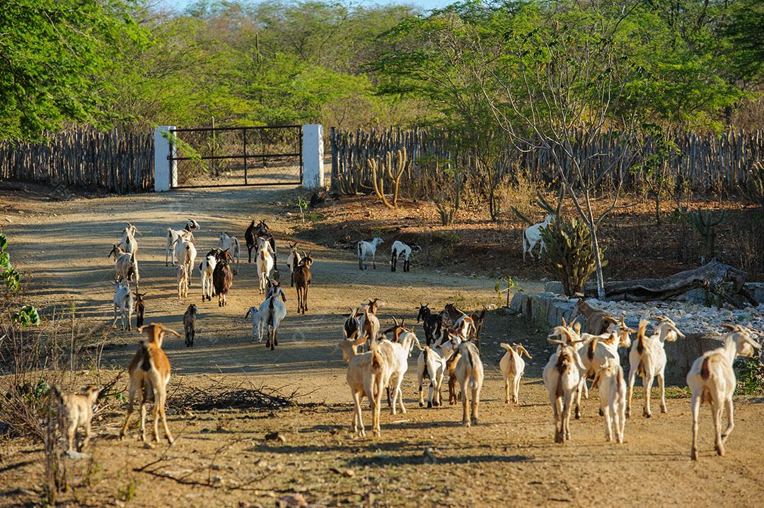 Cabras na Região do Cariri Cabaceiras Paraíba Animais Imagem JPG