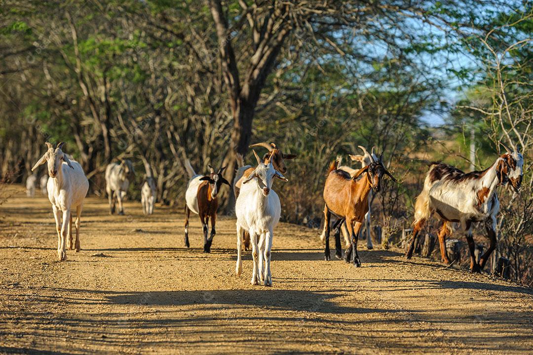 Cabras na Região do Cariri Cabaceiras Paraíba Animais Imagem JPG