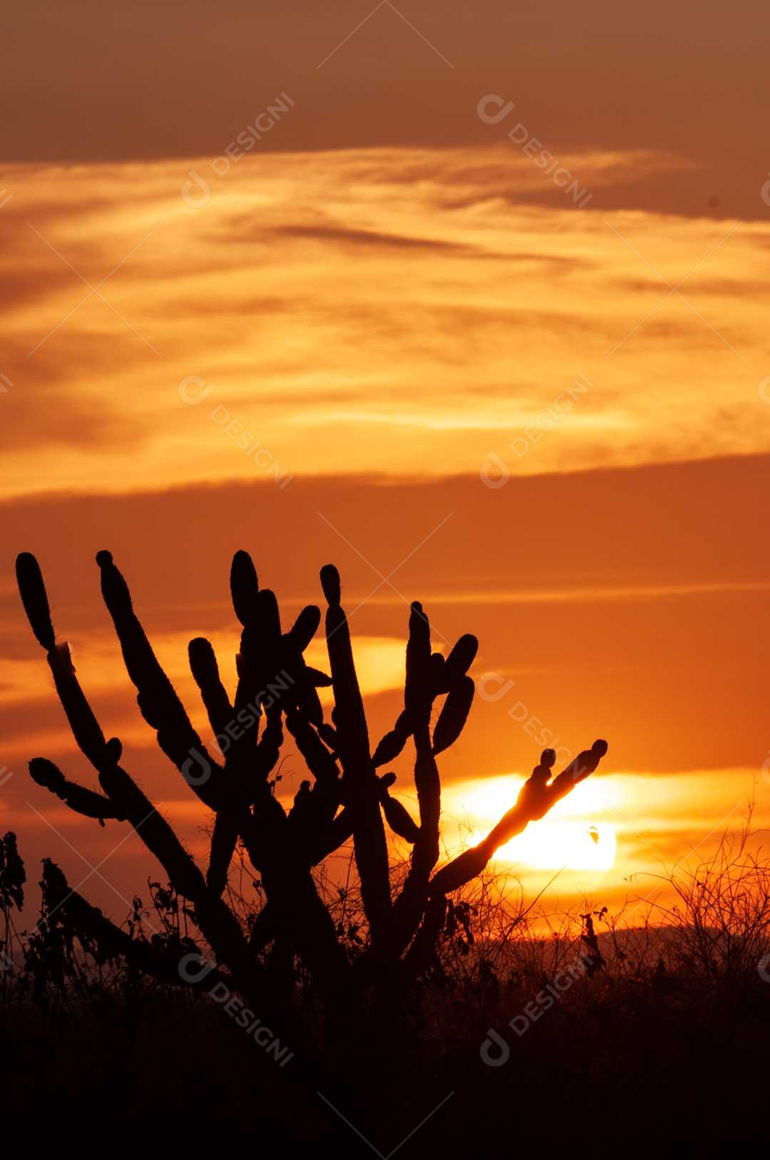 Foto Por Do Sol Com Cacto E Nuvem Branca Imagem JPG