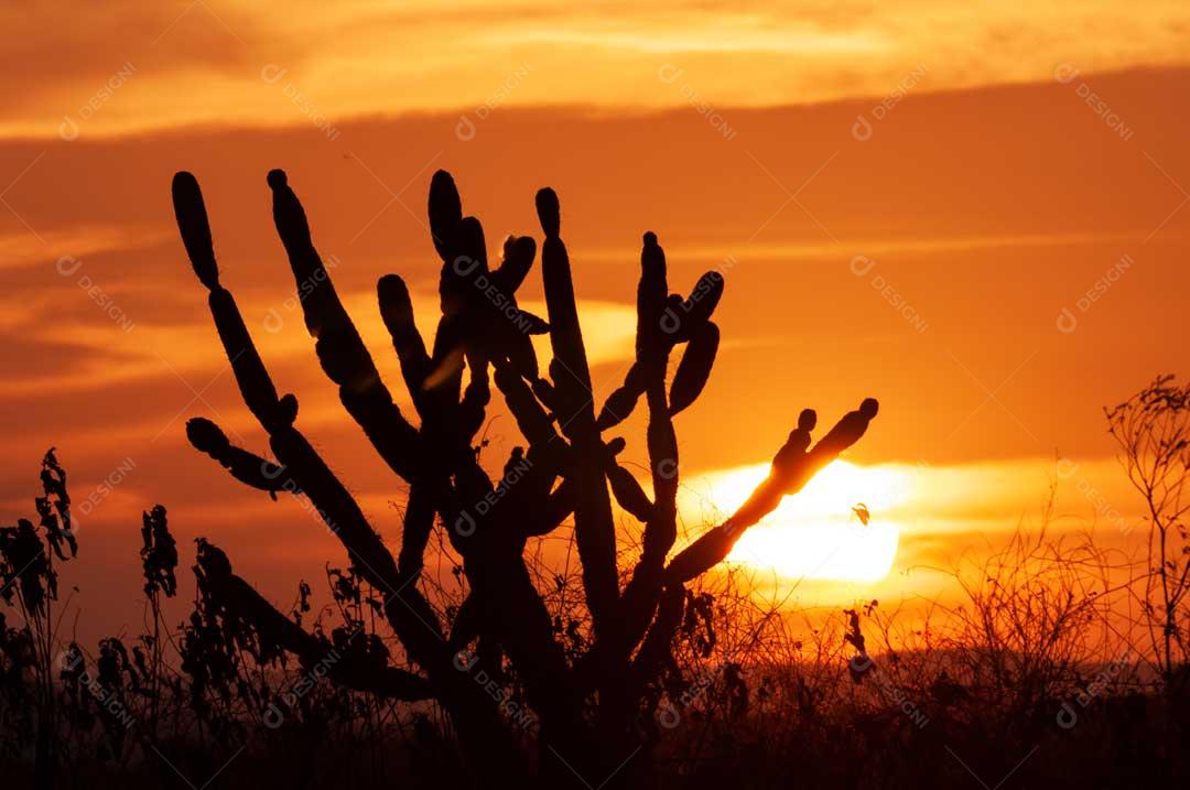 Pôr Do Sol Típico Do Nordeste